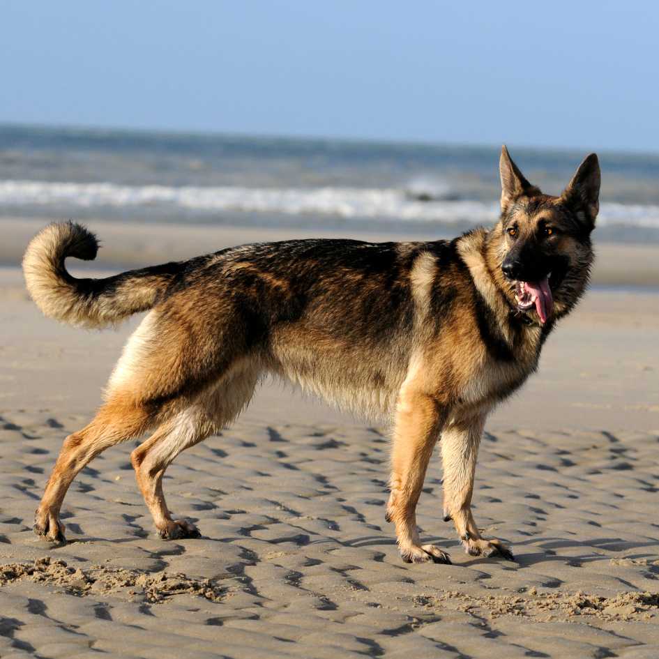 Why Are German Shepherds One of the Most Popular Dog Breeds