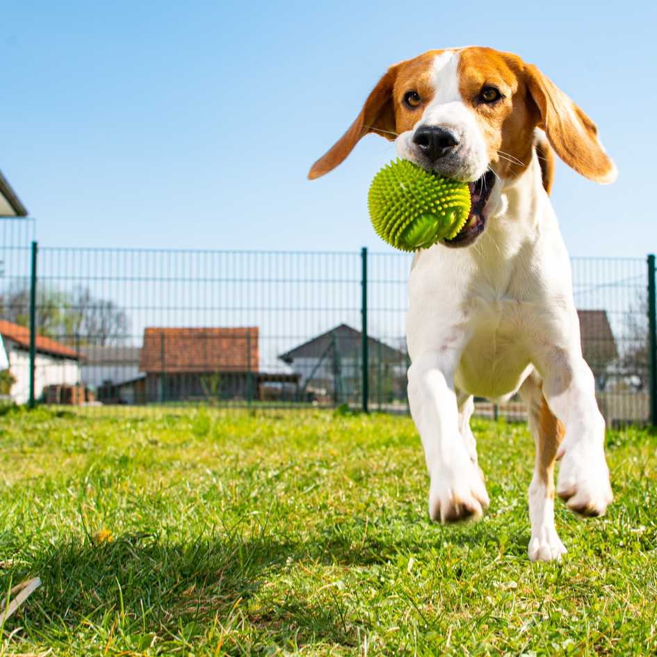 Why Do Beagles Have Such a Strong Sense of Smell