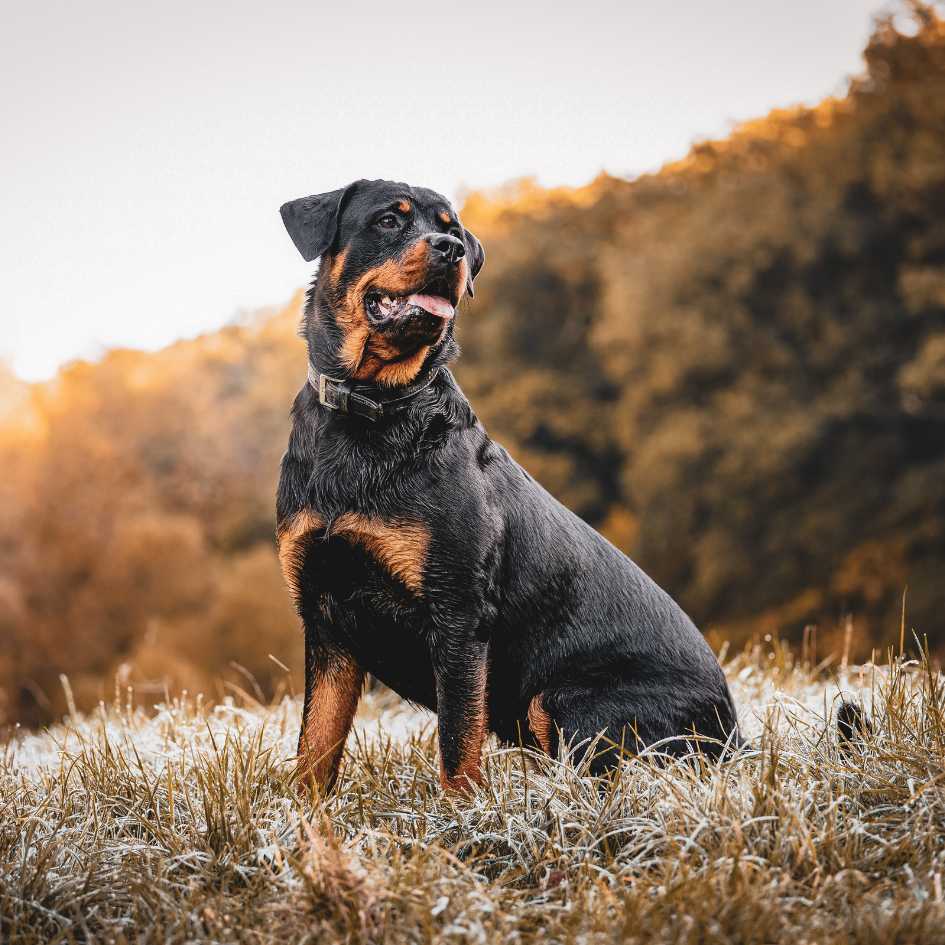 Why Do People Think Rottweilers Are Aggressive Dogs