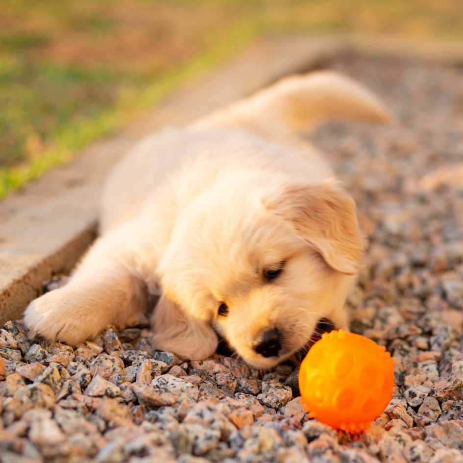 Why Socialization Is Critical for Your Puppy’s Development